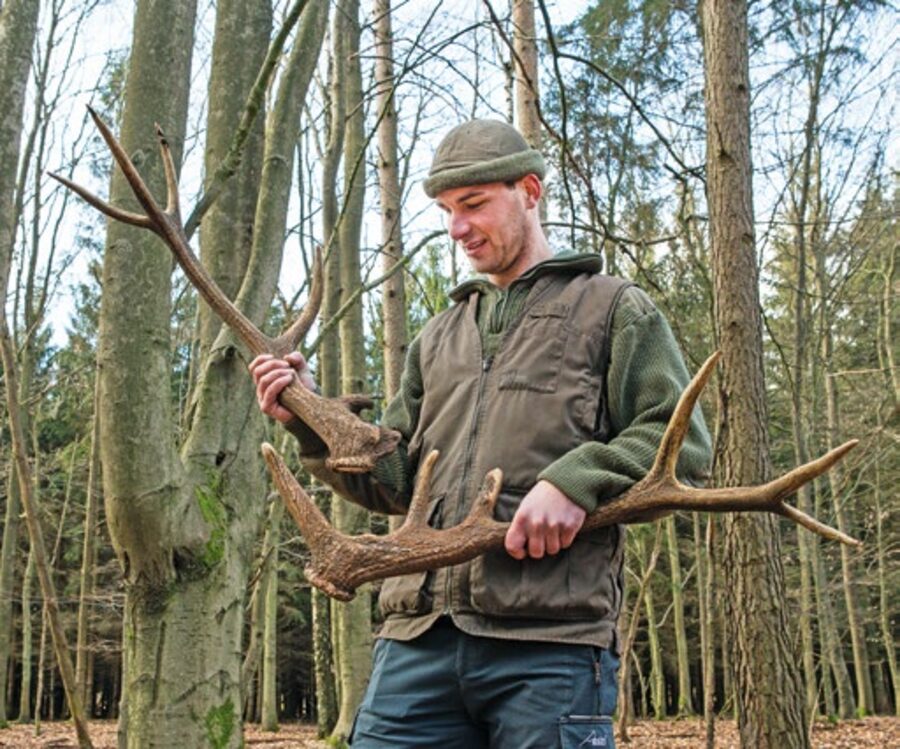 Revier im Wald